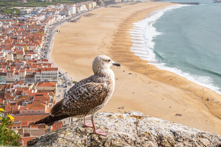 Gaivota de patas amarelas observando o oceano em vista aérea da cidade de Nazare, em Portugal