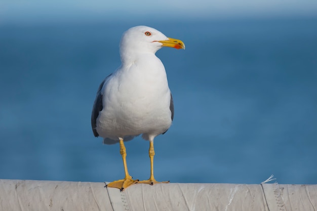 Gaivota de pernas amarelas