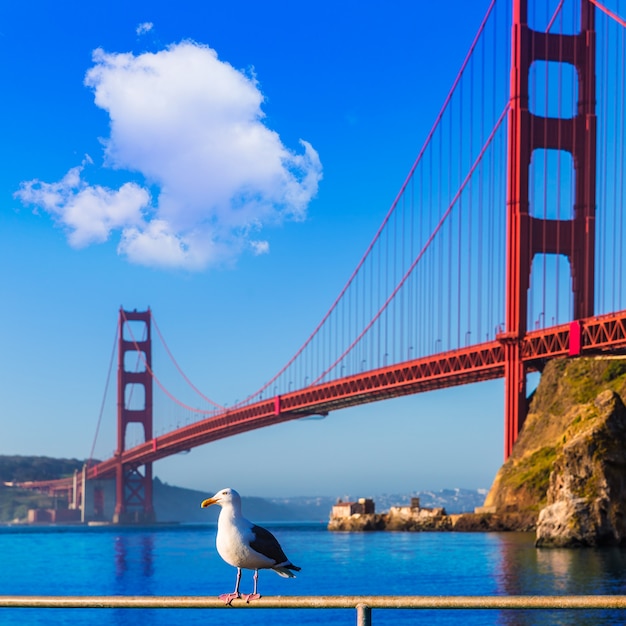 Gaivota de São Francisco Golden Gate Bridge Califórnia