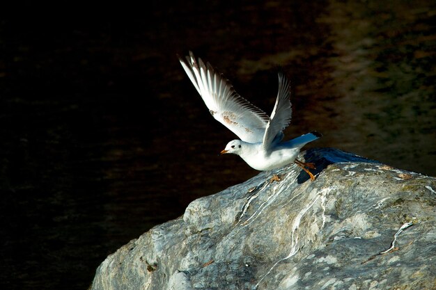 Gaivota deixando pedra no rio