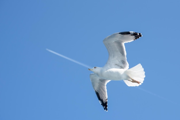 Gaivota do mar branco voando no céu ensolarado azul ao longo da costa do mar