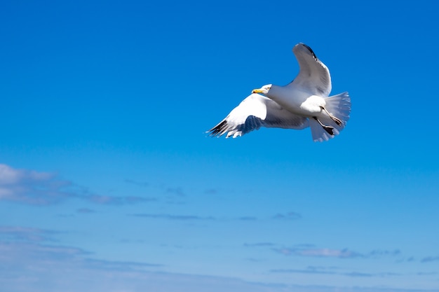 Gaivota do voo contra o céu azul no fundo.