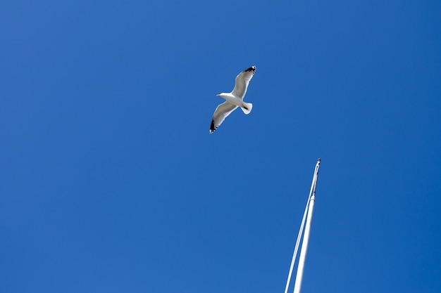 Foto gaivota do voo contra o céu azul no fundo.