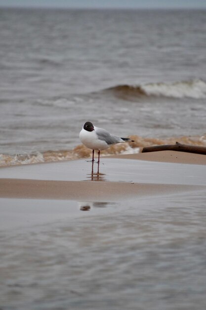 Foto gaivota em cima de uma praia