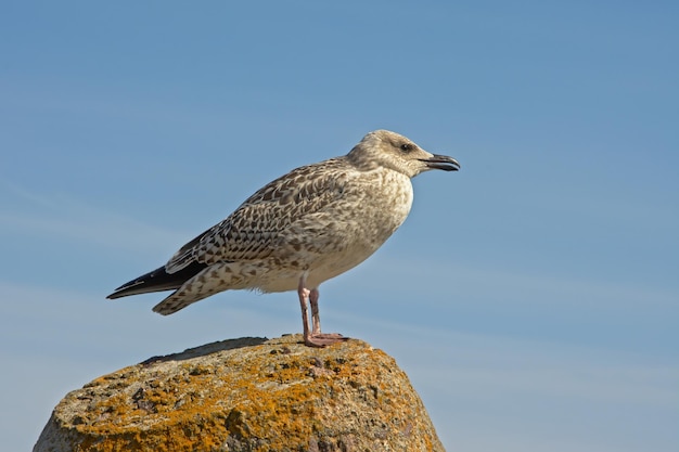 Gaivota em cima de uma rocha contra o céu