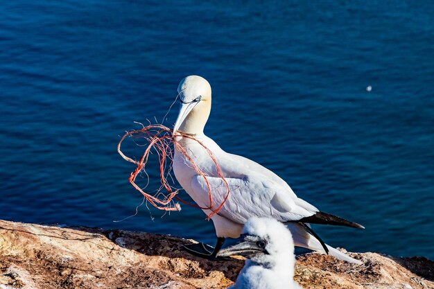 Foto gaivota em cima de uma rocha