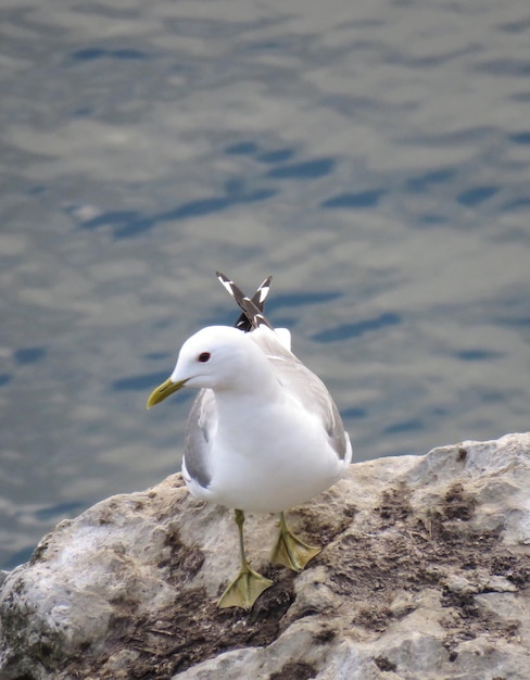 Foto gaivota em cima de uma rocha