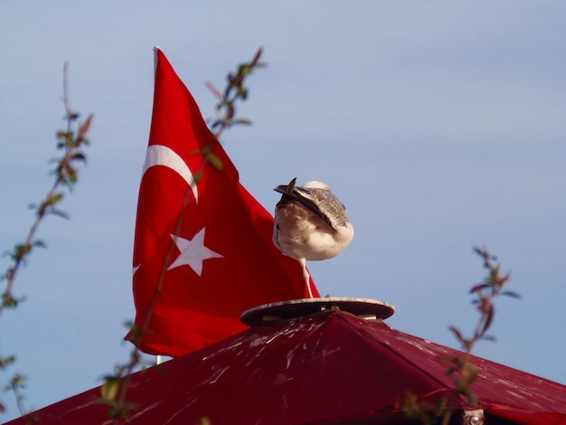 Foto gaivota em cima do telhado com a bandeira turca