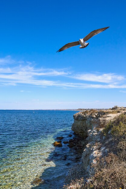 Foto gaivota em costa rochosa