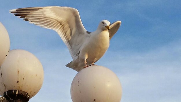 Foto gaivota em lâmpada elétrica