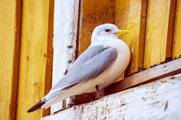 Gaivota em Lofotens