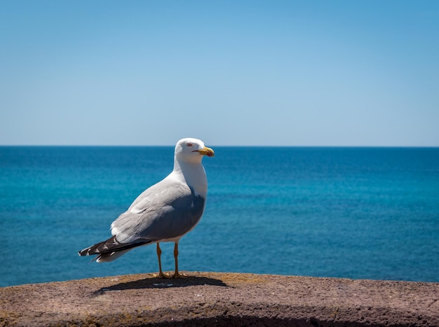 Gaivota em pé em um pilar em Alghero