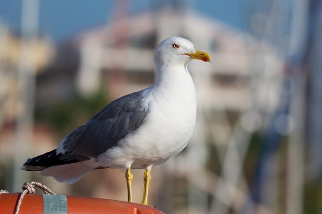 Gaivota em pé em uma bóia salva-vidas