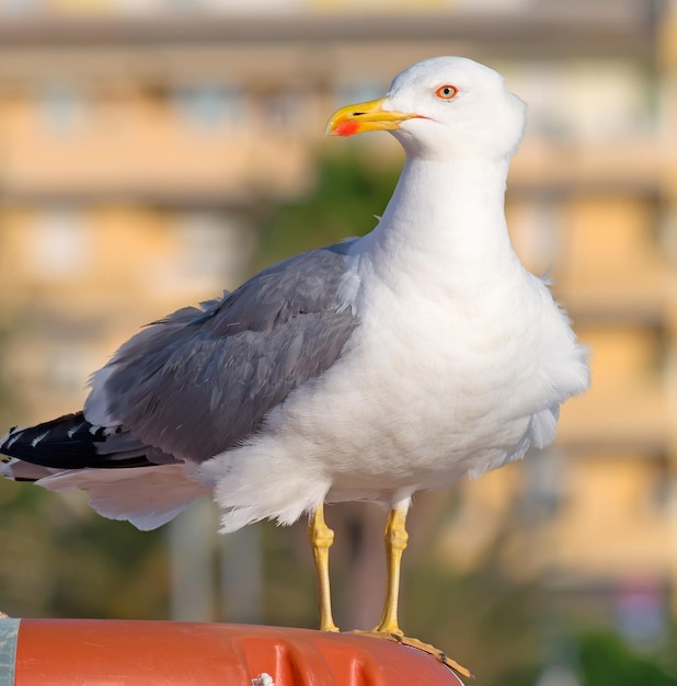 Gaivota em pé em uma bóia salva-vidas