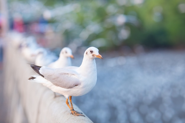 Gaivota em pé em uma ponte