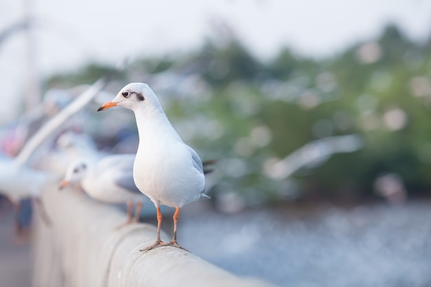 Gaivota em pé em uma ponte