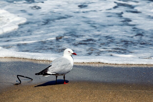 Gaivota em pé em uma praia na Nova Zelândia