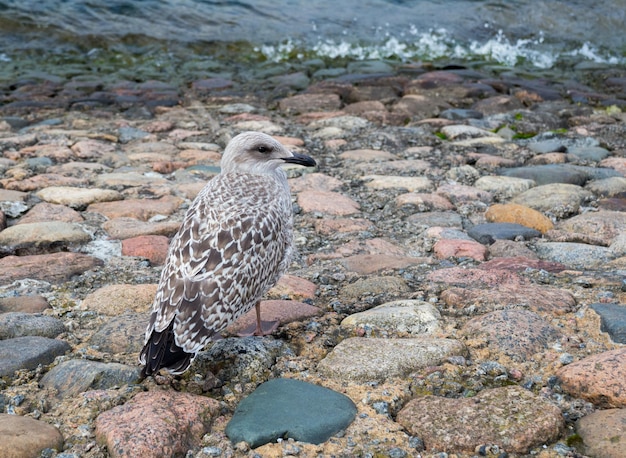 Gaivota em pé no pavimento de pedra perto da água