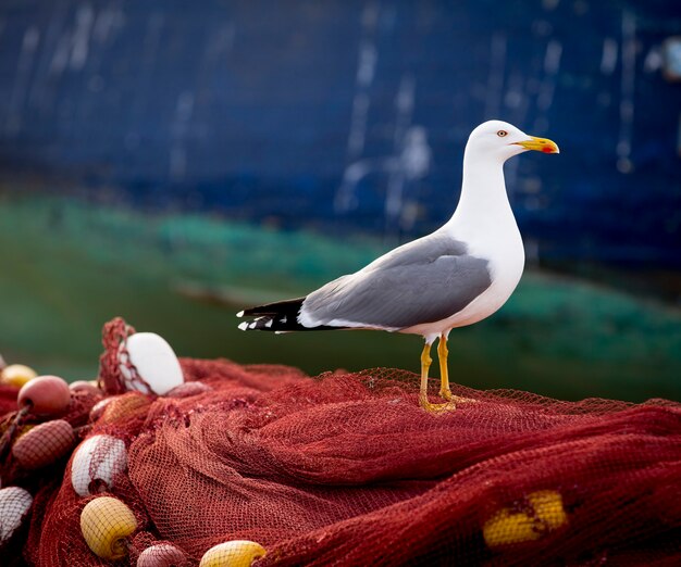 Foto gaivota em redes de pesca em um dia ensolarado