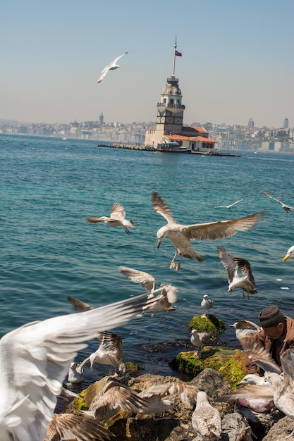 Gaivota em um céu com uma torre de donzelas