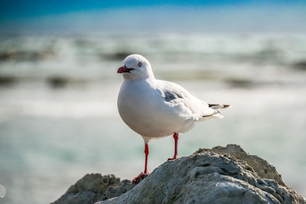 gaivota em uma pedra grande