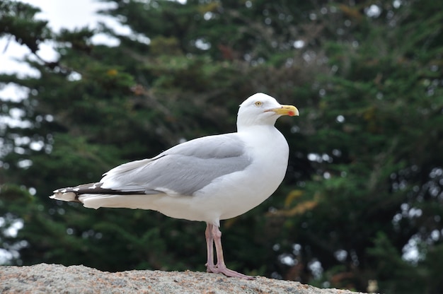 Gaivota em uma rocha na Bretanha