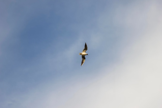 Gaivota em voo contra o céu aberto