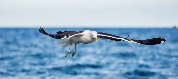 Gaivota em voo contra o céu azul