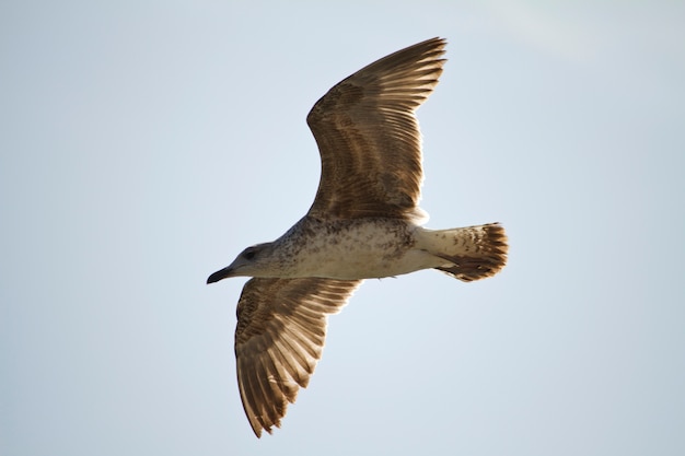 Gaivota em vôo