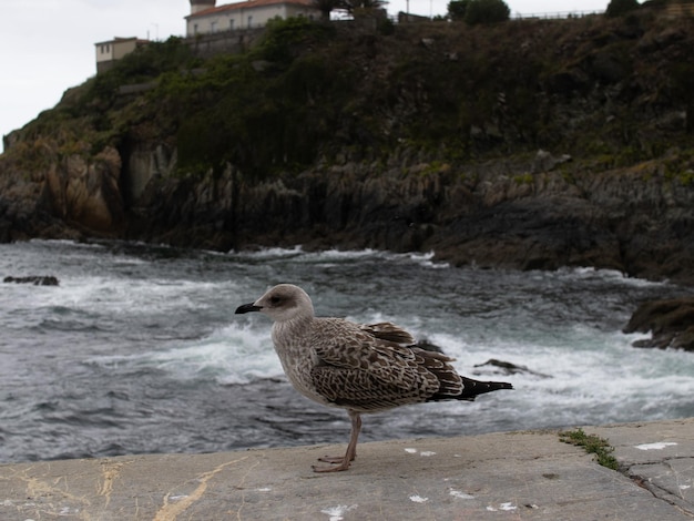 Gaivota empoleirada no mirante do porto de frente para o mar