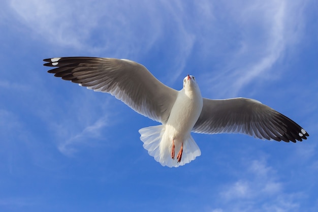 Gaivota está voando no céu azul É uma ave marinha geralmente cinza e branca