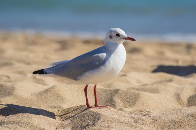 Gaivota fica à beira do oceano39s