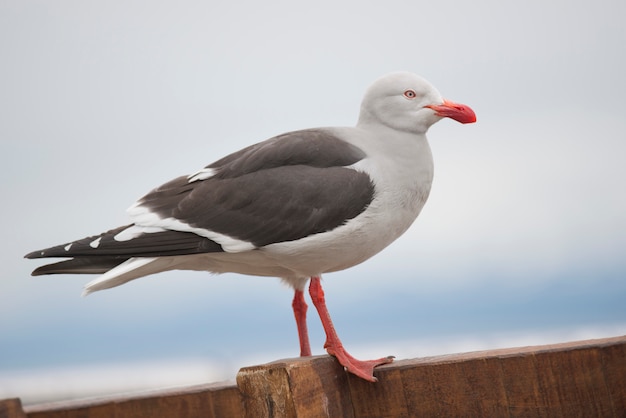 Foto gaivota-golfinho