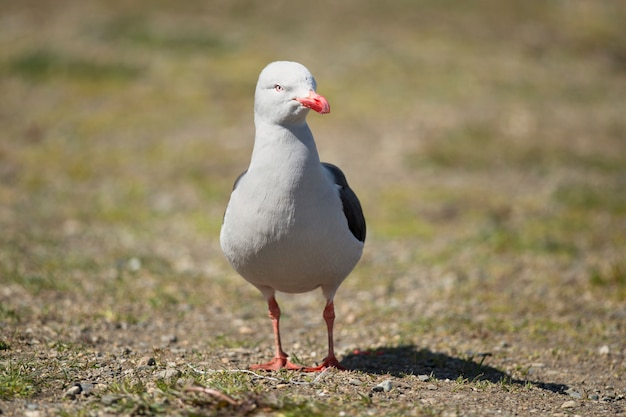 Gaivota-golfinho