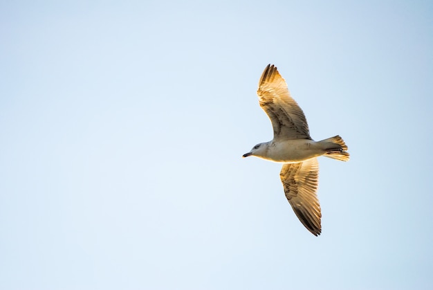 Gaivota grande sobe alto no céu