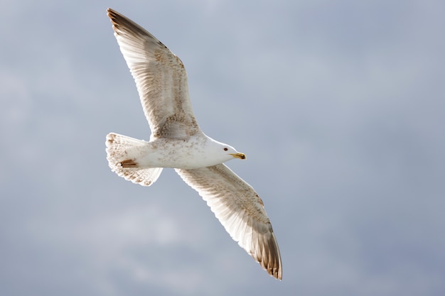 gaivota iluminada pelo sol voa