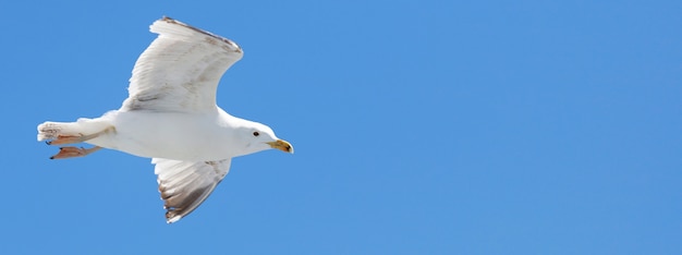 gaivota iluminada pelo sol voa