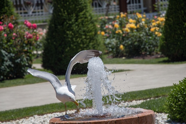 Gaivota junto à fonte no jardim de rosas