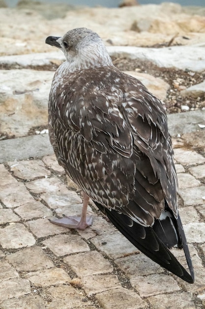 Gaivota juvenil perto das docas