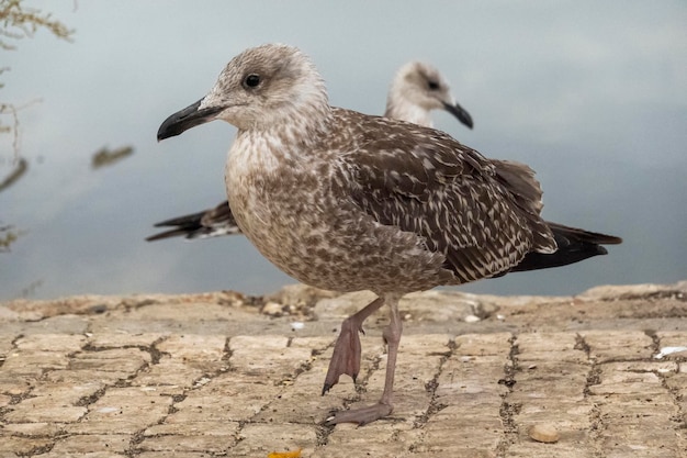 Gaivota juvenil perto das docas