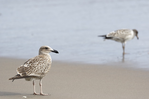 Gaivota Kelp