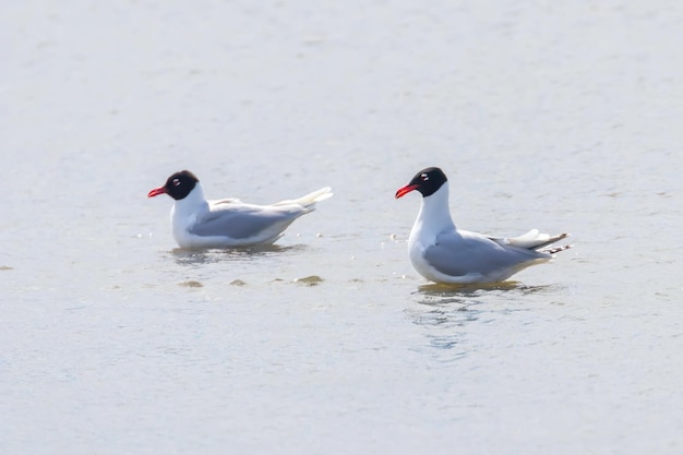 Gaivota mediterrânea flutuando na água