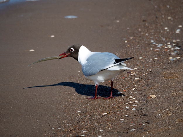 Gaivota na beira-mar com um peixe no bico