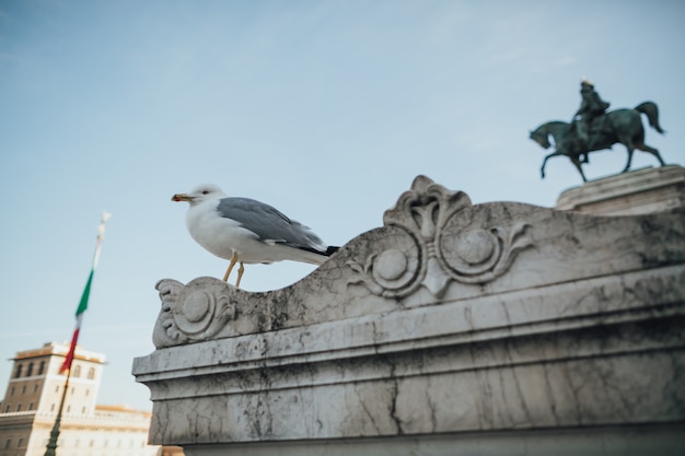 Gaivota na construção