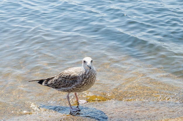 Gaivota na costa de uma praia quente. O dia quente de verão.