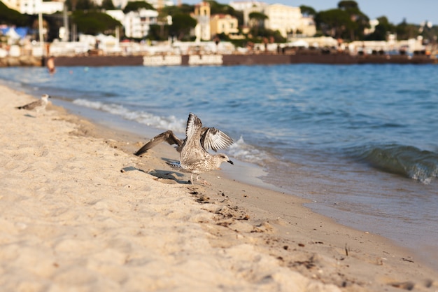 Gaivota na costa no sul da França, Antibes