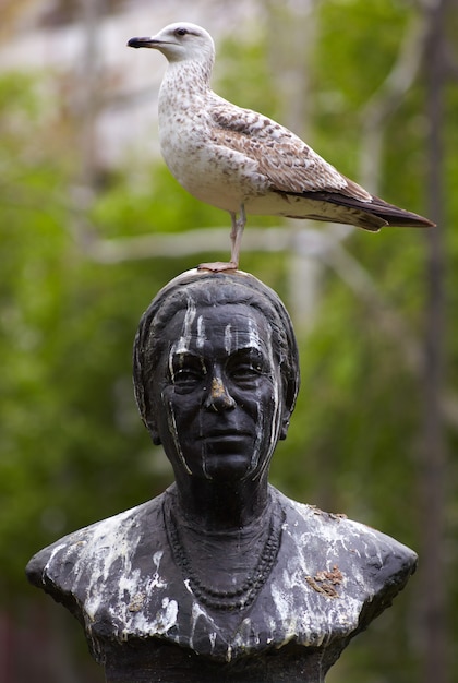 Foto gaivota na estátua