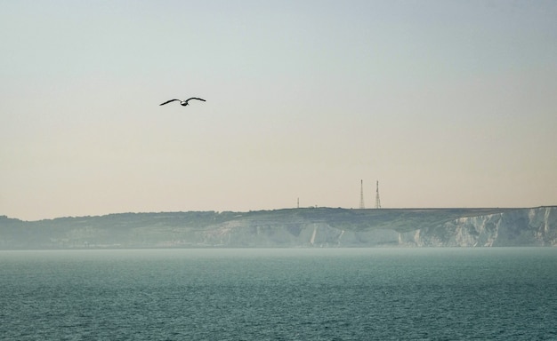 Gaivota na frente de white cliffs of dover