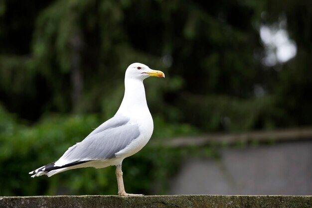 Gaivota na natureza