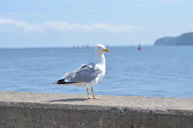 Gaivota na parede na perspectiva do Mar Báltico em Gdynia